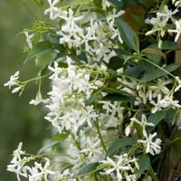 Plant in a Box - Trachelospermum jasminoides Höhe 25-40cm