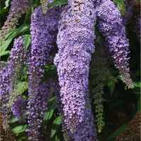 Plant in a Box - Buddleja davidii Höhe 25-40cm