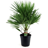 Plant in a Box - Chamaerops humilis Höhe 70-80cm