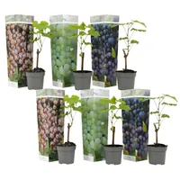 Plant in a Box - Traubenpflanze - 6 Stk