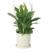 Plant in a Box - Spathiphyllum 'Torelli' Höhe 30-45cm