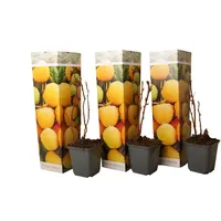Plant in a Box - Rubus idaeus 'Fallgold' Höhe