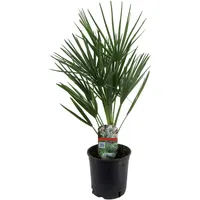 Plant in a Box - Chamaerops humilis Höhe 50-60cm