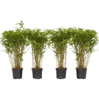 Plant in a Box - Fargesia nitida 'Gansu' -
