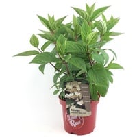 Plant in a Box - Hydrangea paniculata 'Wim's Red'