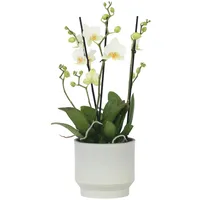 Plant in a Box - Phalaenopsis Multiflora Höhe 35-45cm