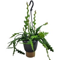 Plant in a Box - Epiphyllum 'Anguliger' Höhe 30-40cm