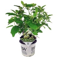 Plant in a Box - Hydrangea 'Strong Annabelle' Höhe