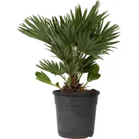Plant in a Box - Vulkan Zwergpalme - Chamaerops