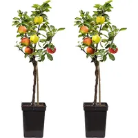 Plant in a Box - Apfelbaum mit 3 Apfelsorten