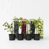 Plant in a Box - 8 Stk - Rubus,