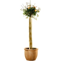 Bio Green Stammschutz 100x30CM STA 100-030