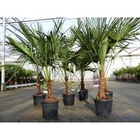 Grünwaren Trachycarpus fortunei 150 cm Palme Hanfpalme, winterhart bis