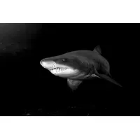 Papermoon Fototapete PAPERMOON "Haifisch Schwarz & Weiß", schwarz (schwarz,
