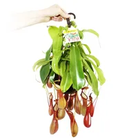 EXOTENHERZ Fleischfressende Pflanze Nepenthes alata 14cm Ampeltopf