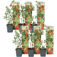 Plant in a Box - Goji Pflanzen - 6