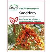 SAFLAX - Heilpflanzen - Sanddorn - 40 Samen -