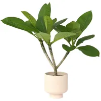 Plant in a Box - Plumeria rubra - Höhe