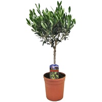 Plant in a Box - Olea europaea Höhe 60-70cm
