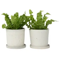 Plant in a Box - Asplenium nidus 'Crispy Wave'