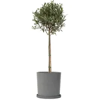 Plant in a Box - Olea europaea Höhe 90-100cm