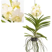 Plant in a Box - Vanda 'Tayanee White' -
