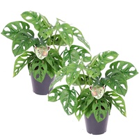 Plant in a Box - 2 Stk - Monstera