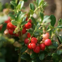 Plant in a Box - Preiselbeere - 3 Stk