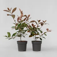 Plant in a Box - Glanzmispel Pflanze (30 cm)