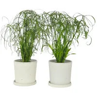Plant in a Box - Cyperus alternifolius Höhe 40-50cm
