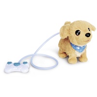 Simba CCL Loomy, Golden Retriever