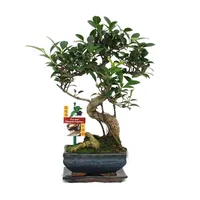 EXOTENHERZ Bonsai Chinesischer Feigenbaum Ficus retusa ca. 6 Jahre