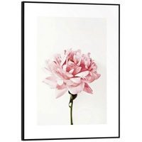 Reinders! Reinders Wandbild 30 x 40 cm Pink Rose