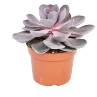 EXOTENHERZ Echeveria Perle von Nürnberg grosse Pflanze im 12cm