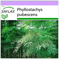 SAFLAX - Moosbambus - 20 Samen - Phyllostachys pubescens