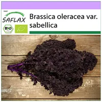 SAFLAX - BIO - Grünkohl - Roter Krauser -