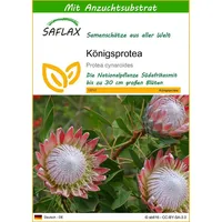 SAFLAX - Königsprotea - 5 Samen - Mit keimfreiem