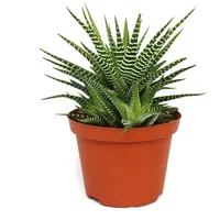 EXOTENHERZ Haworthia fasciata "Big Band" Pflanze im 10,5cm Topf