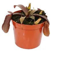 EXOTENHERZ Kannenpflanze Nepenthes 9cm Topf