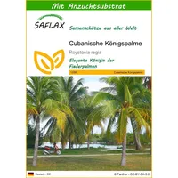 SAFLAX - Cubanische Königspalme - 8 Samen - Mit