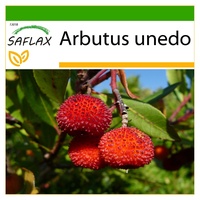 SAFLAX - Erdbeerbaum - 50 Samen - Mit keimfreiem