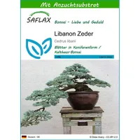 SAFLAX - Bonsai - Libanon Zeder - 20 Samen