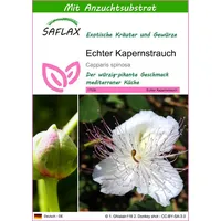 SAFLAX - Kräuter - Echter Kapernstrauch - 25 Samen
