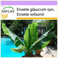 SAFLAX - Schneebanane - 10 Samen - Ensete glaucum