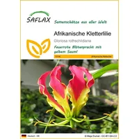 SAFLAX - Afrikanische Kletterlilie - 15 Samen - Gloriosa