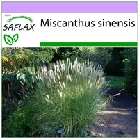 SAFLAX - Gräser-Bambus-Chinaschilf - 200 Samen - Miscanthus sinensis