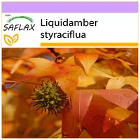SAFLAX - Amerikanischer Amberbaum - 100 Samen - Liquidamber