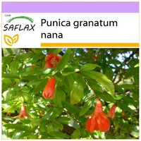 SAFLAX - Zwerg - Granatapfel - 50 Samen -