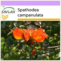 SAFLAX - Afrikanischer Tulpenbaum - 30 Samen - Spathodea