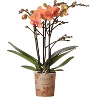Kolibri Orchids Orange Phalaenopsis Orchidee Mineral Bolzano Topfgröße 9cm